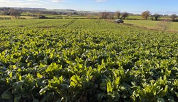 Grazing for growth: sheep and arable working together 